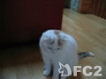 動画:モモちゃんと遊ぶ