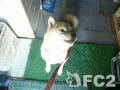 動画:おさんぽおさんぽ嬉しいな♪